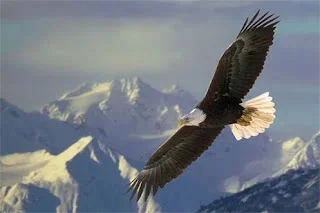 Los que esperan en Jehová tendrán nuevas fuerzas y levantarán alas como las águilas
